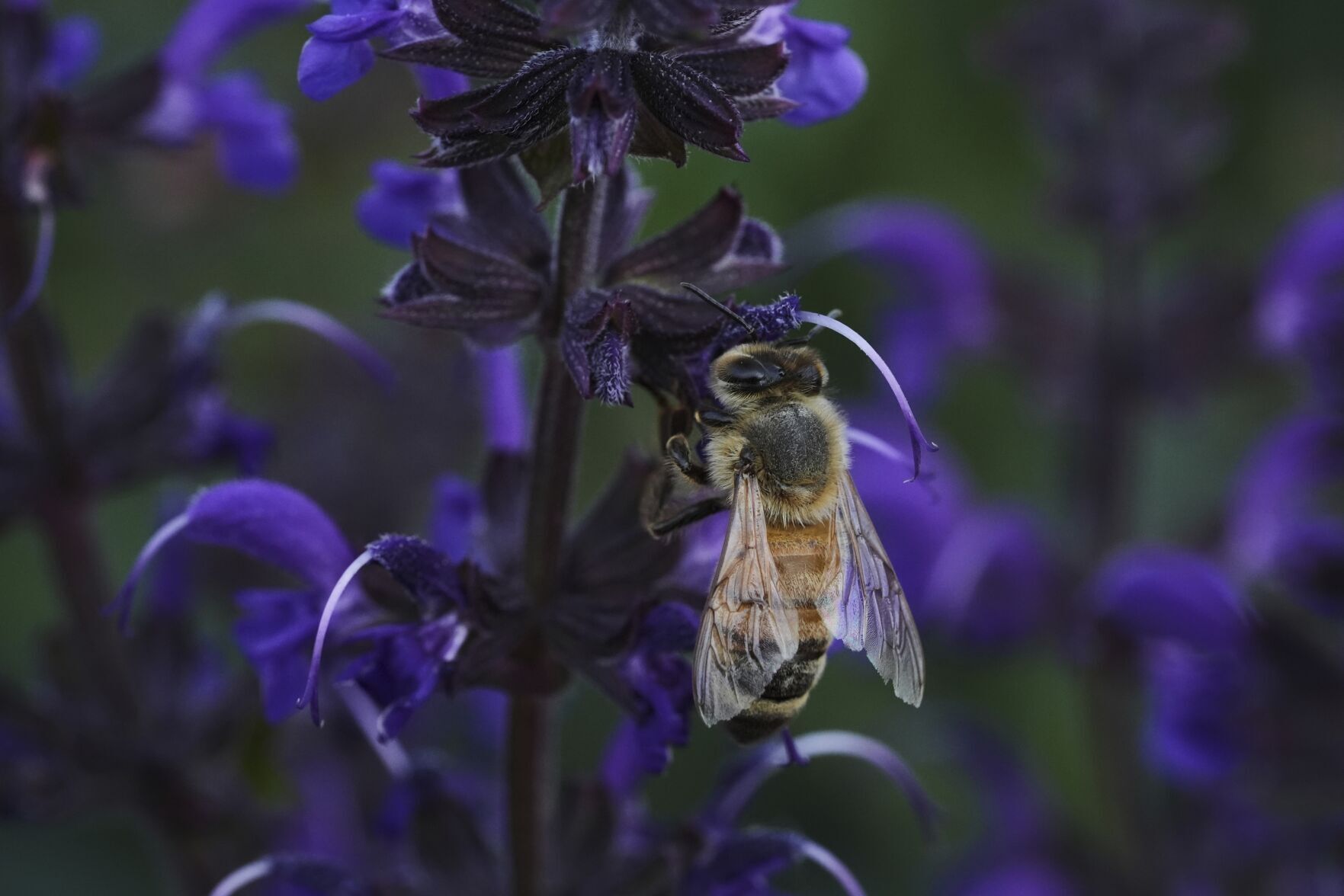 Climate Heat Bees